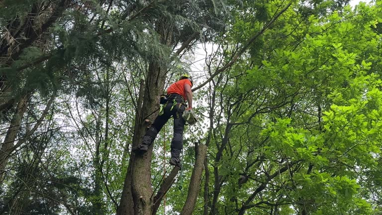  , USA Tree Removal Pros